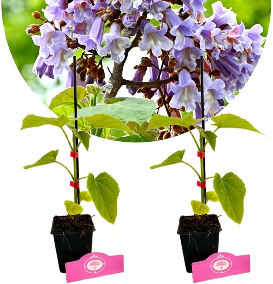 Twee jonge Paulownia bomen met groene bladeren en paarse bloemen in de achtergrond.