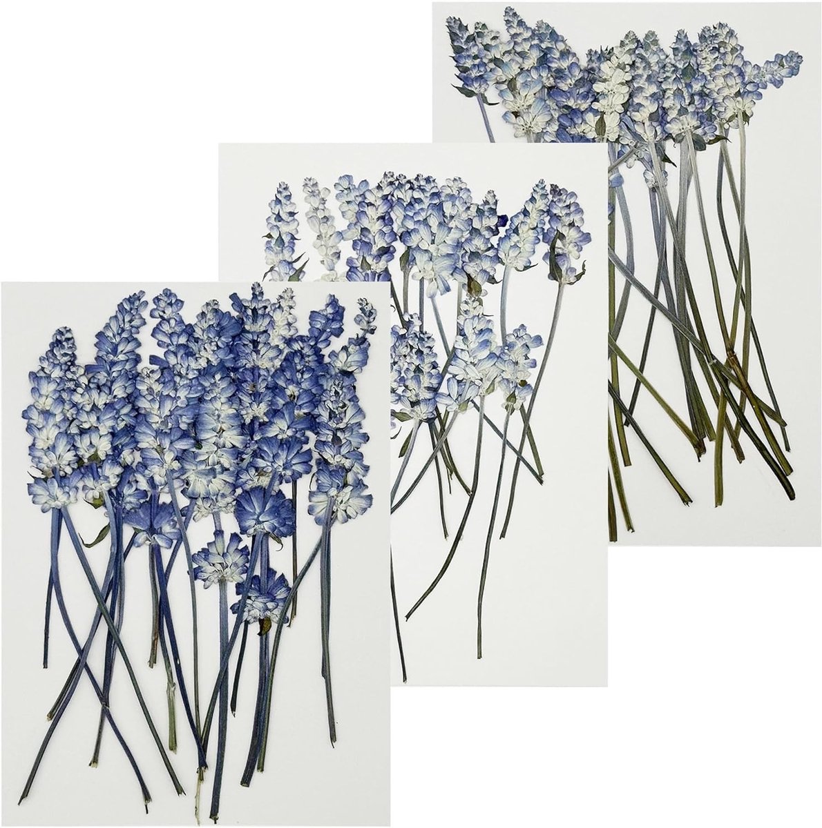 Gedroogde bloemen voor hars, natuurlijke hemelse bloemen, geperst voor kaarsen en DIY sieraden, blauw-wit en decoratief