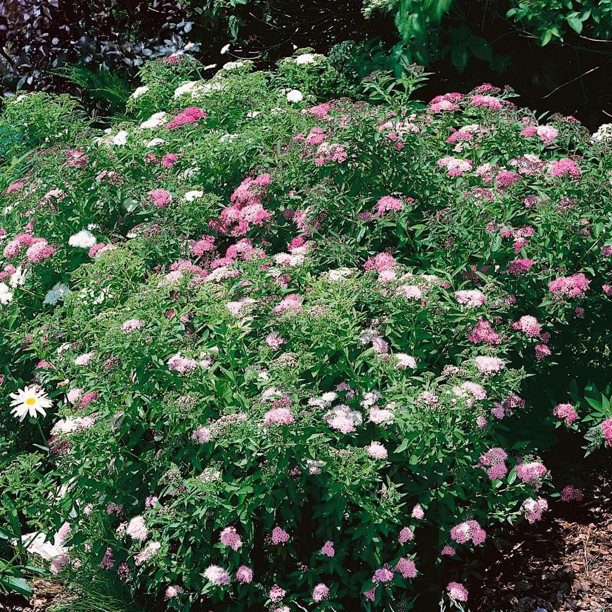 Bloeiende struiken - Zomerbloeier - Tuin decoratie - Kleurrijke bloei - 2 planten - Roze rood wit
