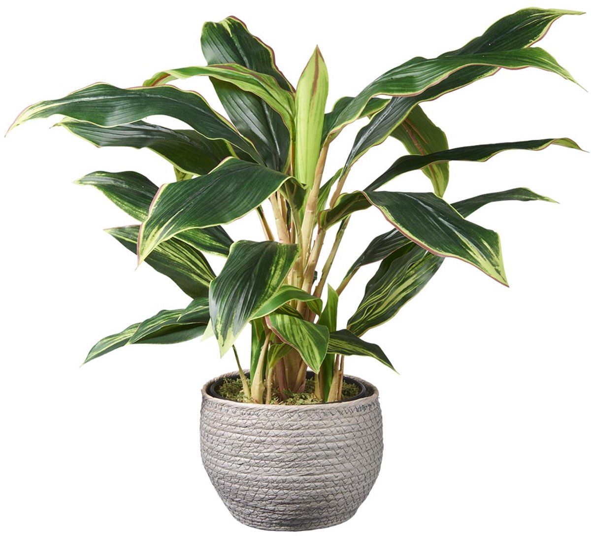 Kunstplant Cordyline H60cm in mand grijs - HTT Decorations kunstplanten
