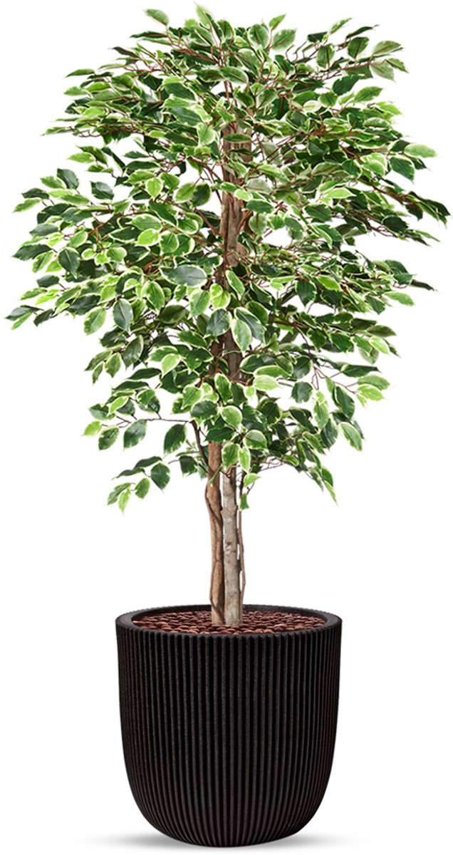 HTT Decorations Kunstplant Ficus bont in planter ball Groove zwart H170 cm