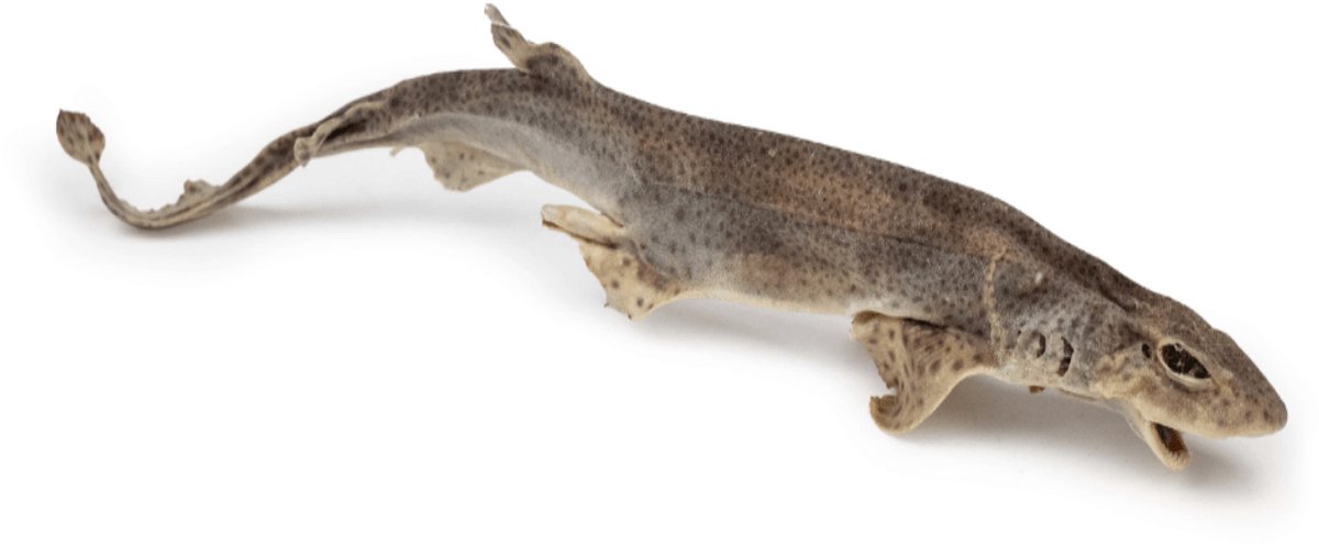 Chikko Quality - Gedroogde Catshaai - Natuurlijke Kauwsnack - 1 stk