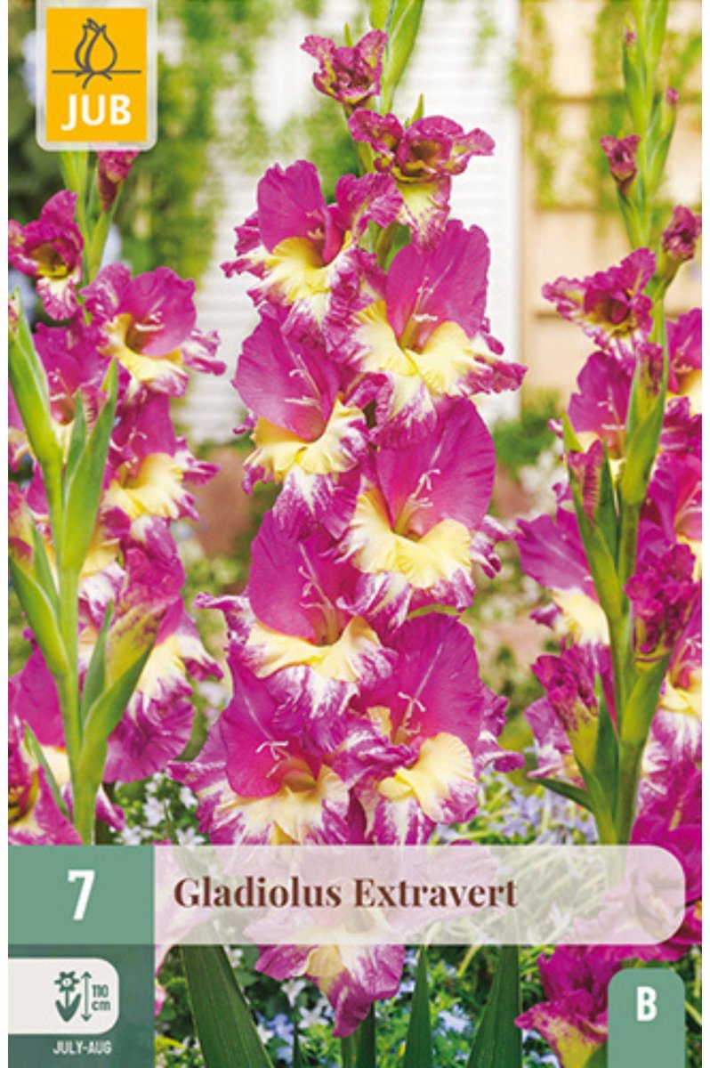 Gladiolus Extravert - Zwaardlelie - Geurend - Snijbloemen - Zomerbollen - bloeit in Juli / Augustus / September