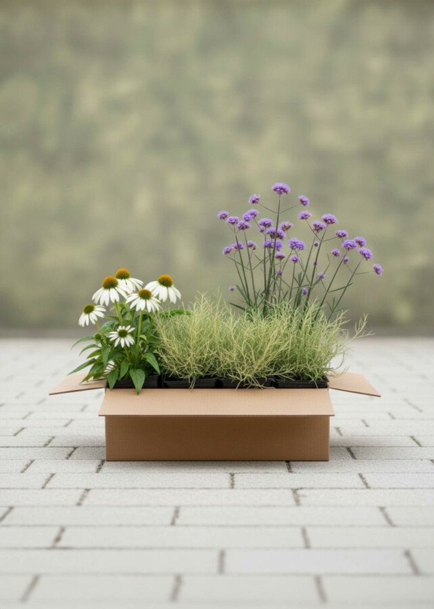 Sunny Elegance Mix Borderpakket - 24 st. (3m²) - 9x Zonnehoed, 9x Vedergras, 6x IJzerhard - Heijnen Planten