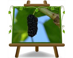 Fruitplant - Moerbei boom - Fruit oogsten - 4 jaar geteeld - 190 cm - Zwart
