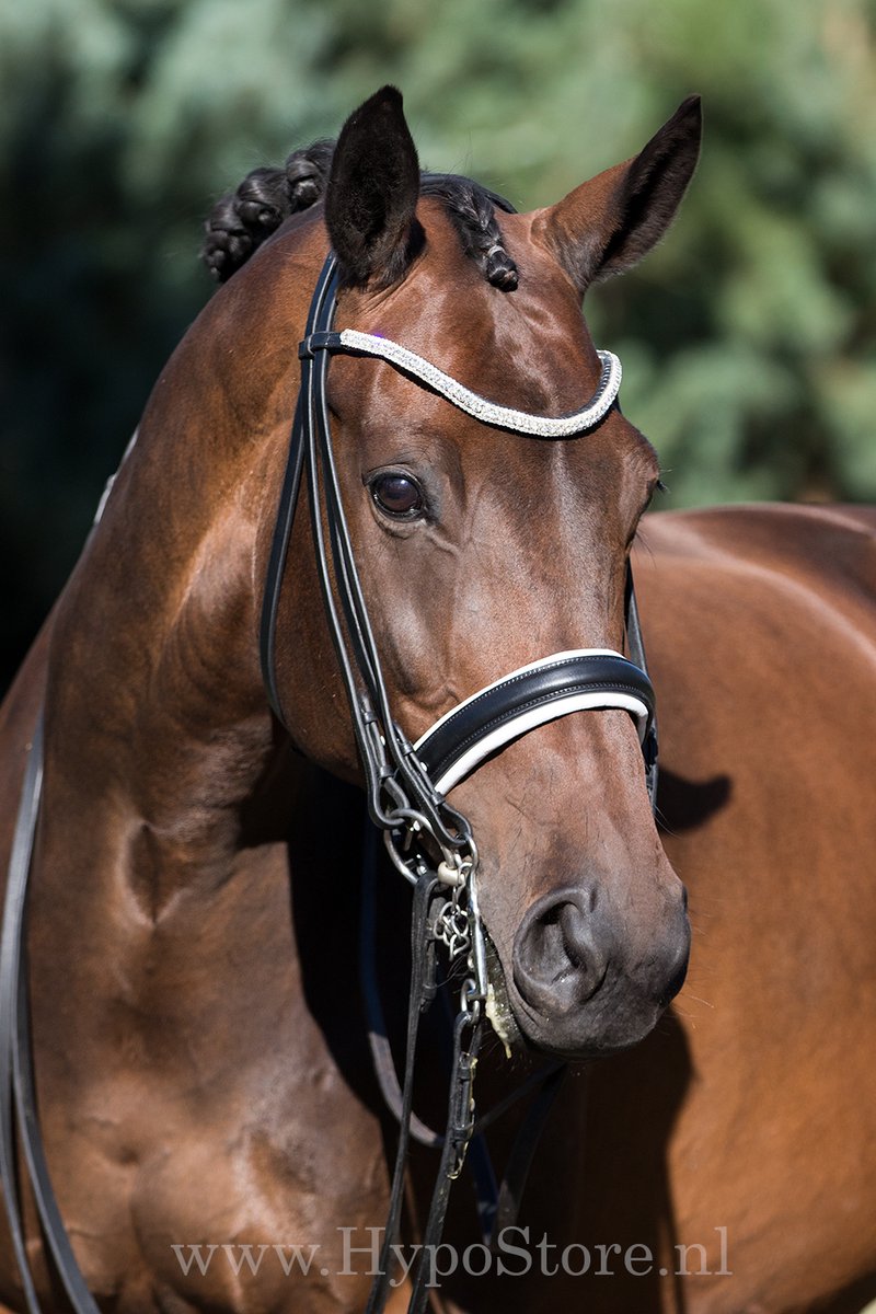 Premiera ''Levanto'' Zwart / Wit onderlegd stang en trens hoofdstel met bling frontriem - Cob