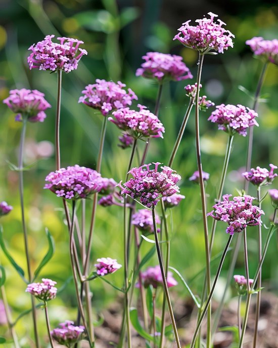 3-sets-stijf-ijzerhard-zaden-verbena-bonariensis-eenjarig-bloemzaden