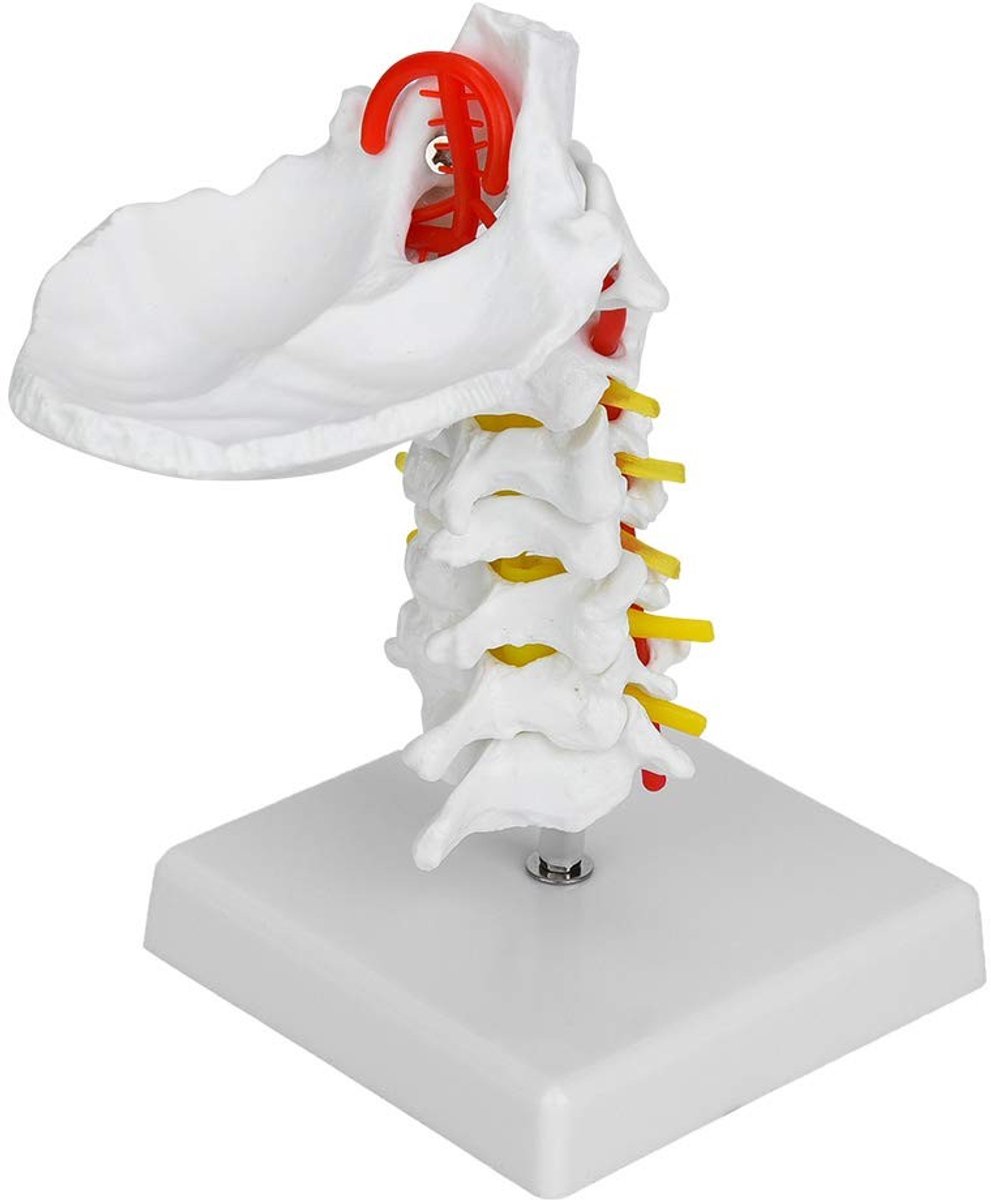 Dailygoods- Wervelkolom Model Stevig & Draagbaar - Anatomisch Model - PVC Materiaal - Medisch Onderwijs - Tentoonstellingen - Lichtgewicht Ontwerp