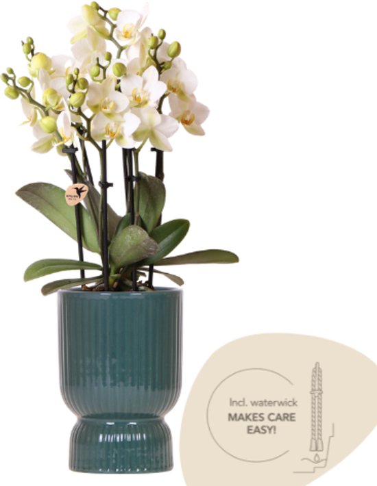 Kolibri Orchids | Witte Lausanne orchidee + groene Diabolo sierpot | incl. waterreservoir | potmaat Ø9cm | bloeiende kamerplant – vers van de kweker
