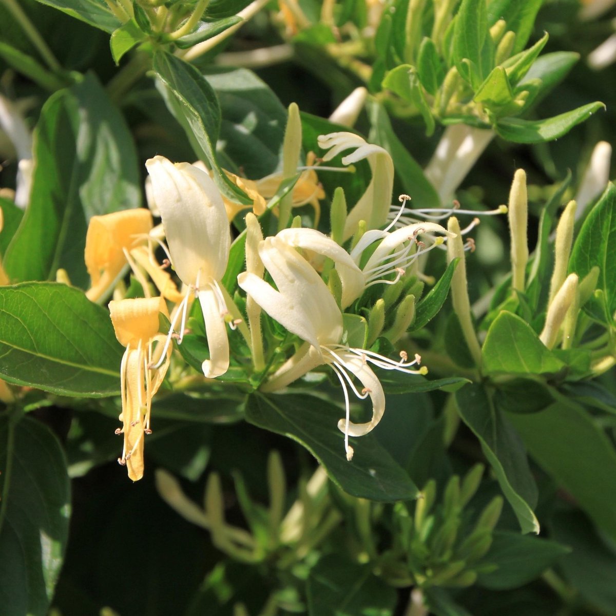 Kamperfoelie (Lonicera) - periclymenum - Wilde - Vaste planten - Klimplant - Zomerbollen - Voorjaarsbollen - bloeit in Juni / Juli / Augustus
