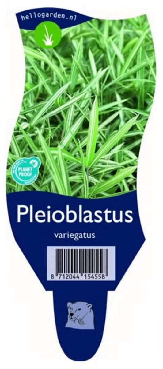 Griffioen - Pleioblastus variegatus
