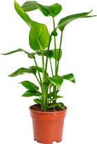 Strelitzia Nicolai - 60 - 80cm Hoog - Paradijsvogelplant - Luchtzuiverend - Pot 17cm