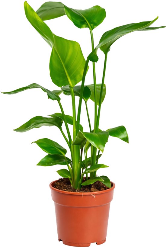 Strelitzia Nicolai - 60 - 80cm Hoog - Paradijsvogelplant - Luchtzuiverend - Pot 17cm