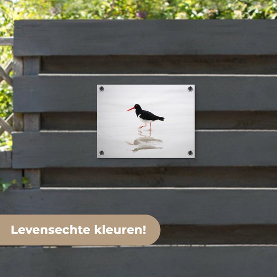 Tuinposter 40x30 cm - Tuindecoratie Scholekster weerspiegelt in het water - Poster voor in de tuin - Buiten decoratie - Schutting tuinschilderij - Tuindoek muurdecoratie - Wanddecoratie balkondoek