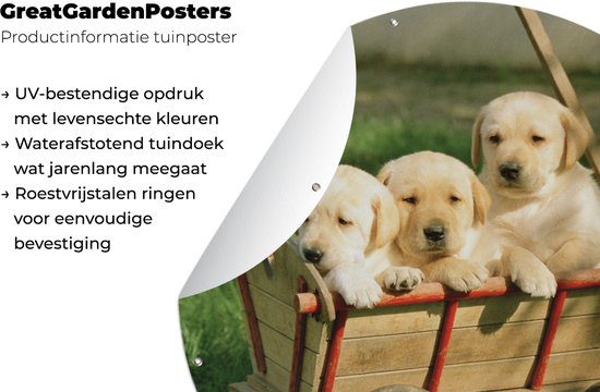 Cercle de jardin Trois adorables chiots Golden Retriever dans un chariot - 150x150 cm - Affiche de jardin ronde - Extérieur