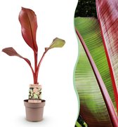Green boutiQ - Fruitplant - Musa ensete Maurelli - Bananenboom - Winterhard - Rood-Groen - 1 Planten - Pot 21cm - Hoogte 90cm