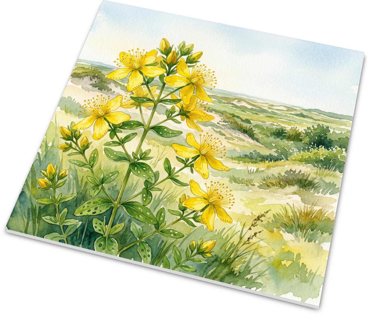 Tegeltje Sint-janskruid Hypericum perforatum in de Duinen Aquarel - Glanzend Wandtegeltje