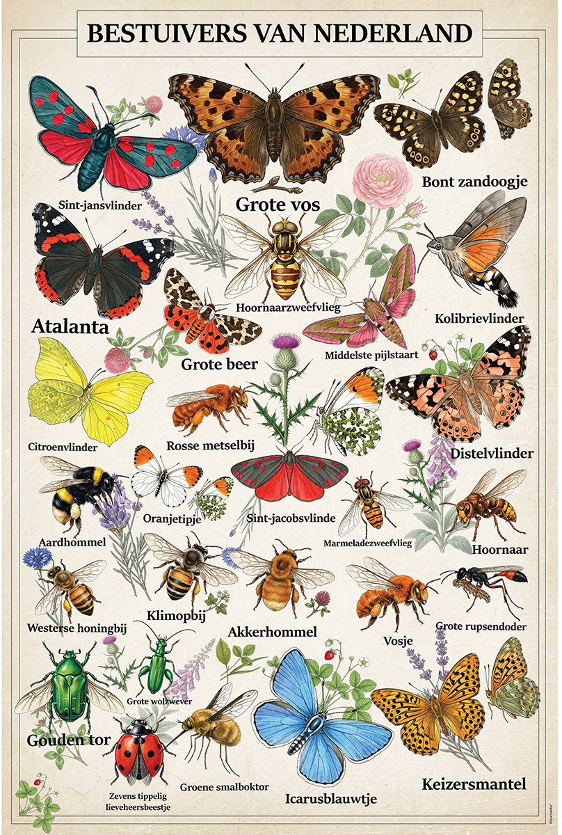 Kleurmedia Vintage Poster Bestuivers van Nederland - 43 x 61 cm - Kleurmedia® Retro Botanische Collectie 2026 - Posters met Nederlandse Benamingen A2