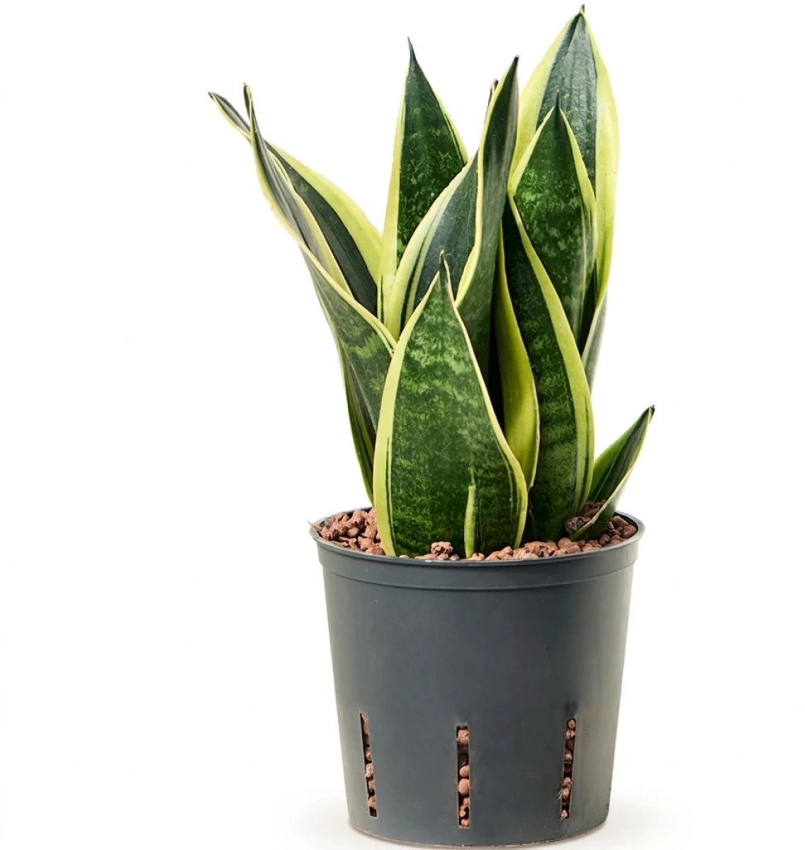 Sansevieria trifasciata 'Canary' Hydrocultuur - 30cm pot 13cm