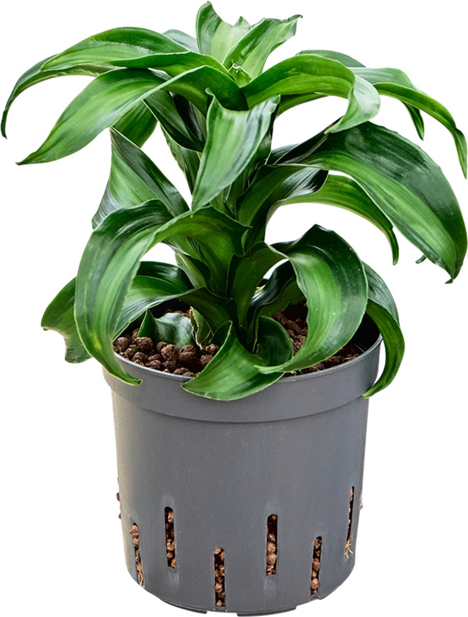 Dracaena fragrans 'Black Kanzi' Hydrocultuur - 25cm pot 13cm
