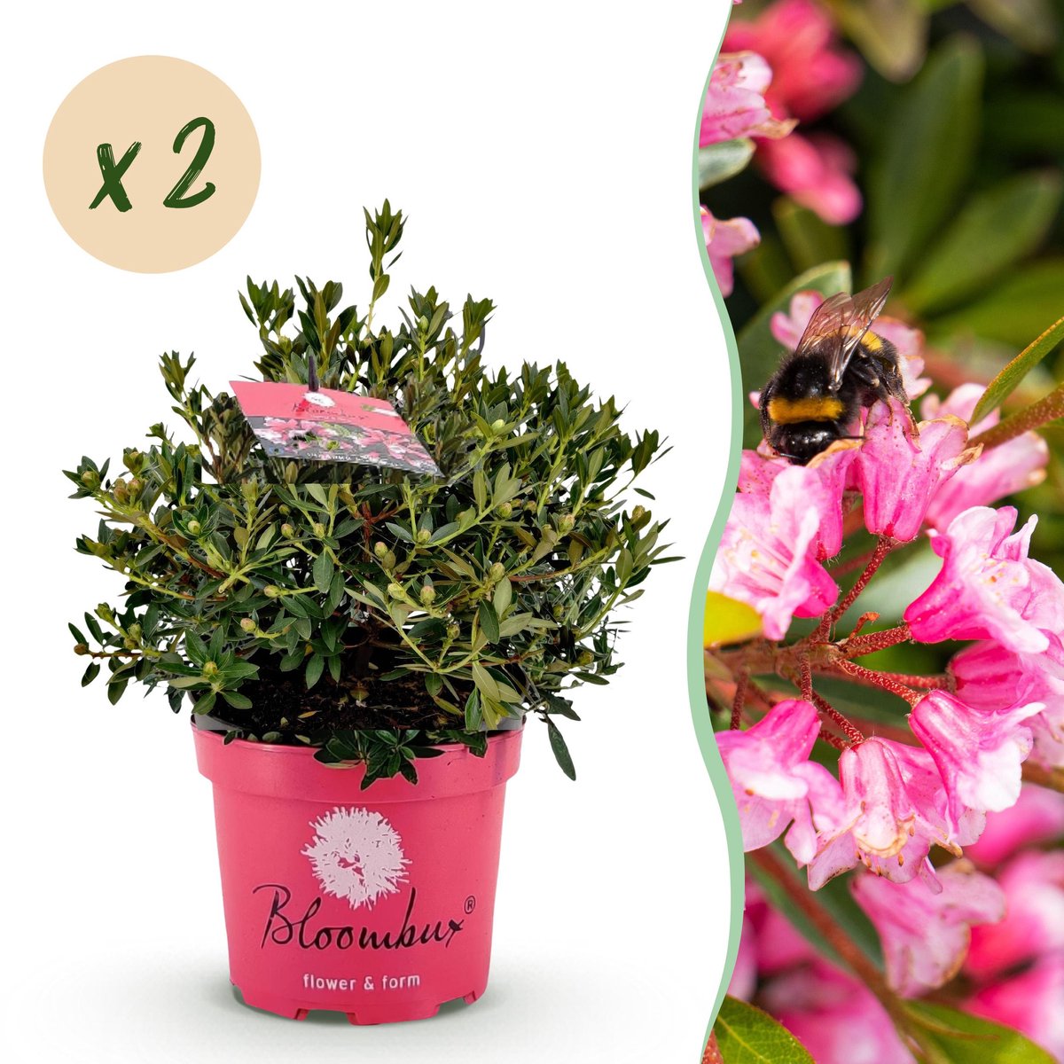 Plantenboetiek.nl | Dwerg Rhododendron - Rhododendron Bloombux Magenta - Bloeiende Buxus - Weinig Onderhoud - Roze Bloem - 2 Planten - Ø23cm - 45-55cm hoog - Tuinplant