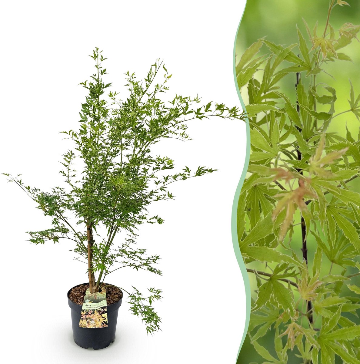 Plantenboetiek.nl | Acer palmatum Methamorphosa - Japanse Esdoorn - Bladverliezend - Groen - Oranje - Ø26cm - 80-90cm hoog - Tuinplant