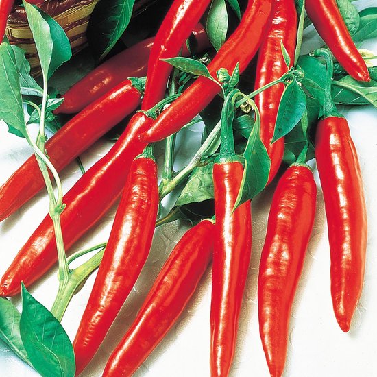 Sluis Garden - Peper Cayenne Long Slim