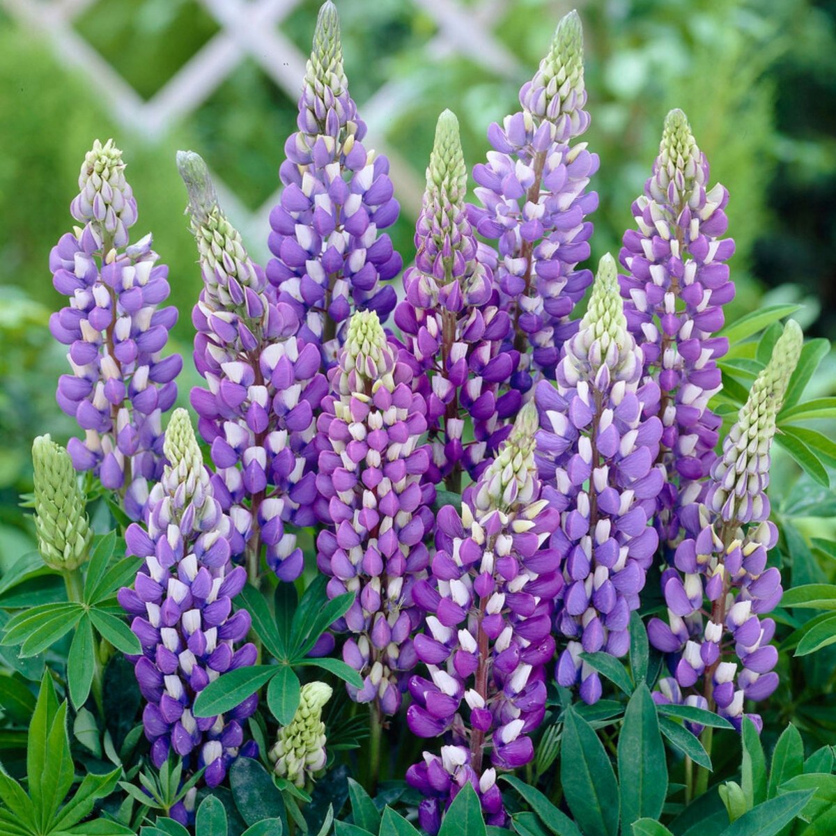 Lupine (Lupinus gallery) - Blue - Vaste planten - Bijen-Vlinders - Snijbloemen - Geurend - Voorjaarsbollen - bloeit in Mei / Juni