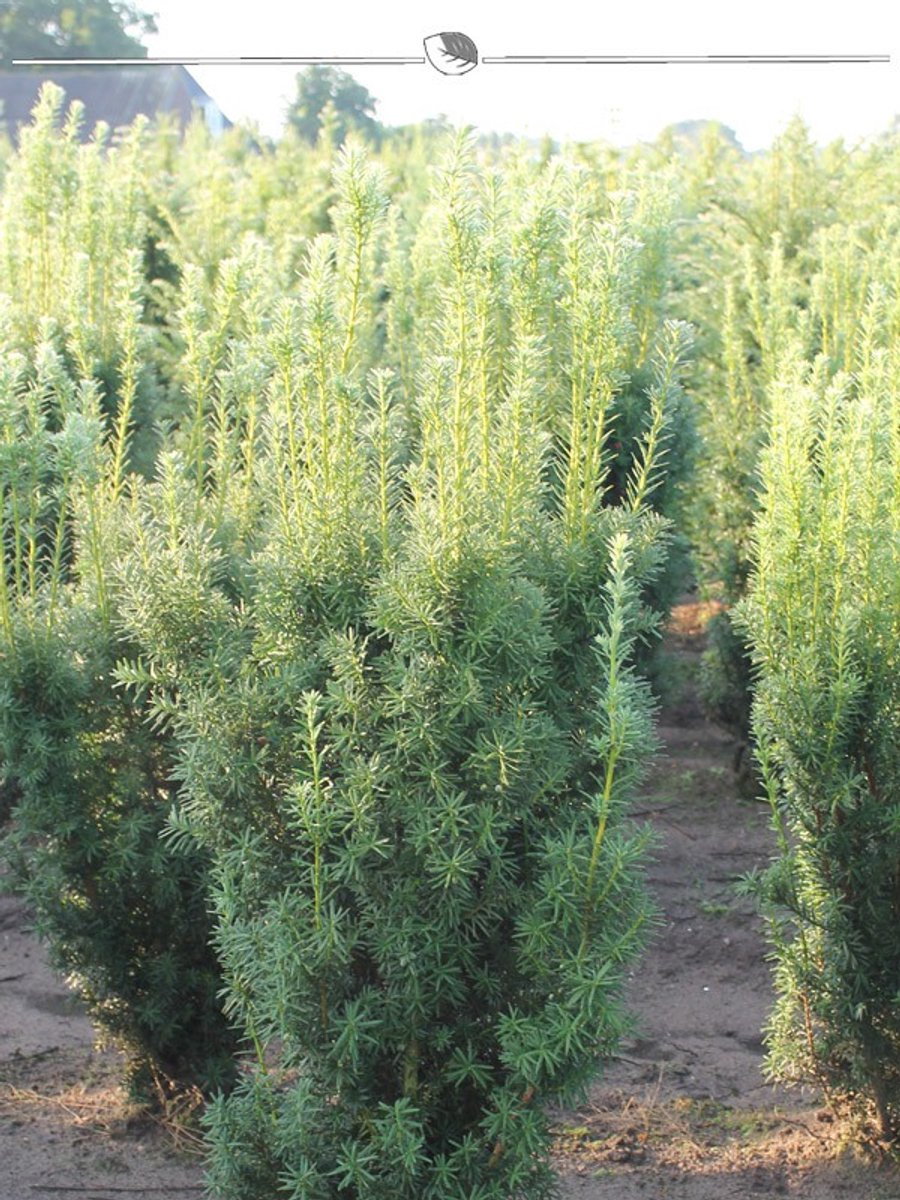 Venijnboom Taxus media Hillii 140-160 cm, 3x Haagplant