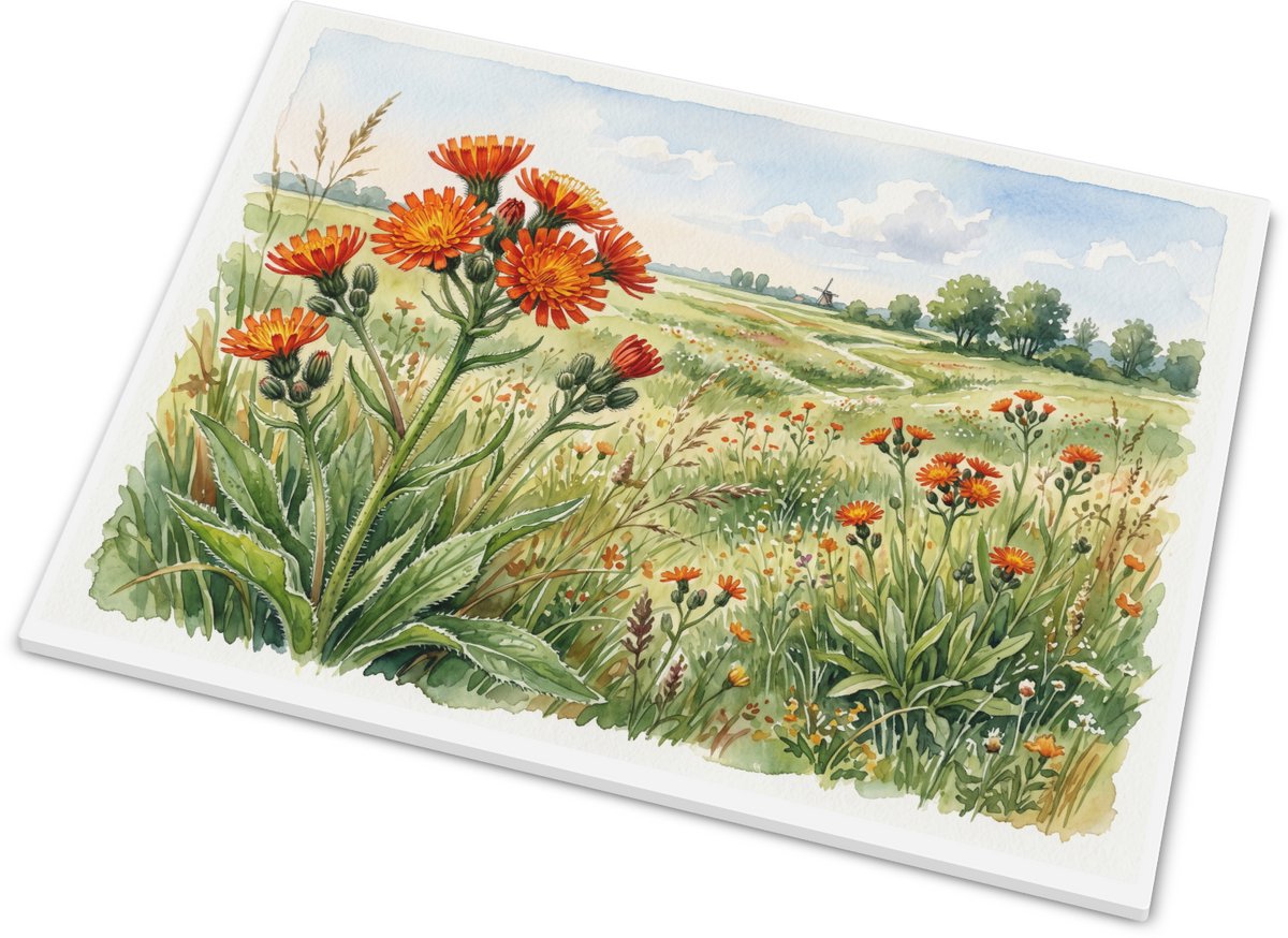 Tegeltje met Oranje Havikskruid - Weidebloemen Aquarel Illustratie - Warm Decoratief Wandt