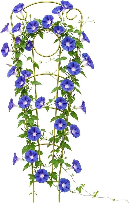 Gouden klimrek vol met blauwe ochtendglorie bloemen, staand in vochtige aarde.