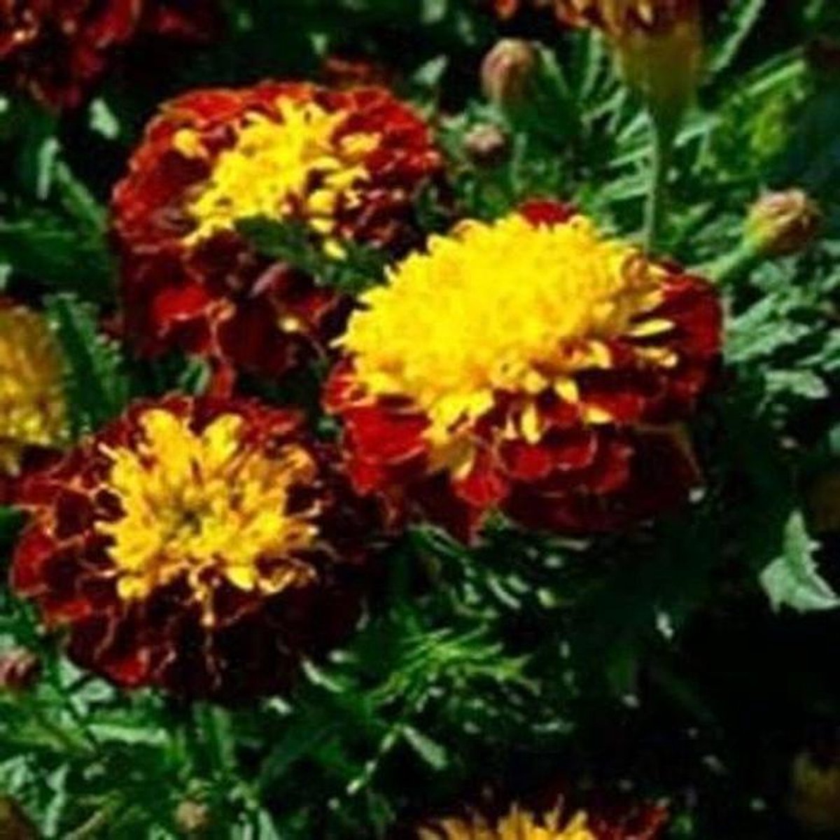 Fresh 100 semi - Marigold Harmony semi di Fiore