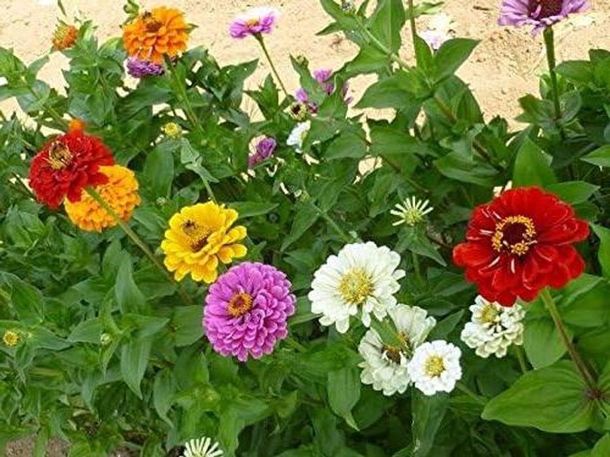 Zinnia Reuzen - Californische Zaden - Bloementuin Aanleggen - Heirloom Variëteit - 20 Zaden - Gemengd