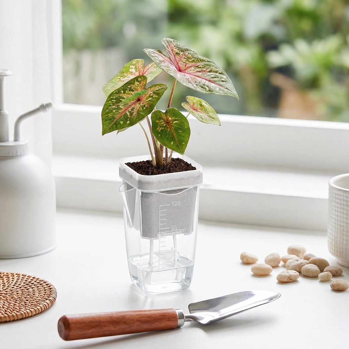 6 stuks - Mini zelfwaterende bloempot - Doorzichtige plastic bloempot - Semi-hydroponische bloempot - Transparant - Klein formaat - Zelfwaterende bloempot - Plastic zaaipot - Met plantenlabel en waterabsorberende kern — cadeau in Wonen & Interieur - foto 5