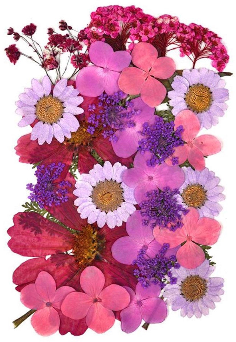 aladdien - Natuurlijke gedroogde bloemen - Decoratieve droogbloemen - Paars - Voor knutselen en decoratie - Geschikt voor telefoonhoesjes en kaarten..