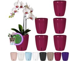 Santino Orchideeënpotten, set van 6, zelfbewaterende pot met waterlontsysteem en waterpeilindicator, voor gebruik binnenshuis, diameter 12 cm, paars, 1,3 liter