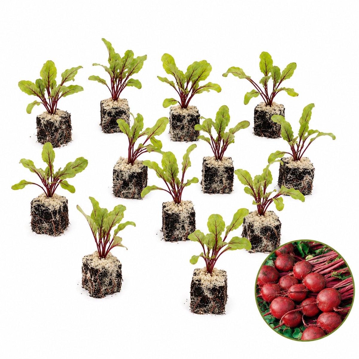 Rode Biet Plantjes – 12 Groenteplanten – Zelf Groente Kweken – Moestuin & Balkon – Beta vulgaris