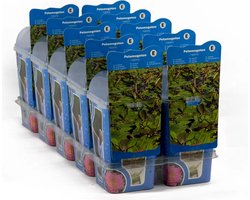 Moerings Potamogeton Natans | Drijvend Fonteinkruid | In P9 Pot Geleverd in Beker