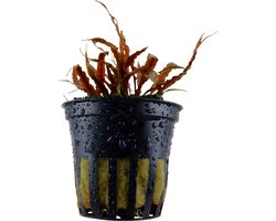 Aquaflora Cryptocoryne Albida | in 5 cm pot