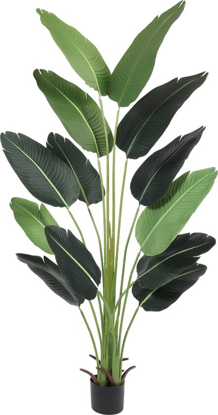 strelitzia xxl Strelitzie XXL grosse Zimmerpflanze main image 0