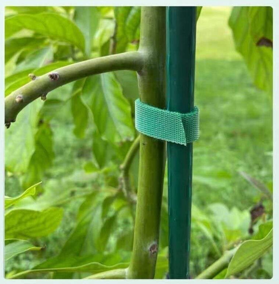Herbruikbare Kabelbinders -klittenband voor organiseren van kabels -Bevestigingsband-Kabelaansluiting-kabelopslag En Sorteerhaak- En Ringsluitingen- Kleur:Groen- 100 cm