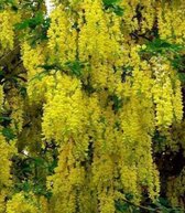 Cytise quoi. 'Vossii' - Cytise bâtarde, Cytise à grandes fleurs 12/14 cm de circonférence du tronc - Tronc haut en pot