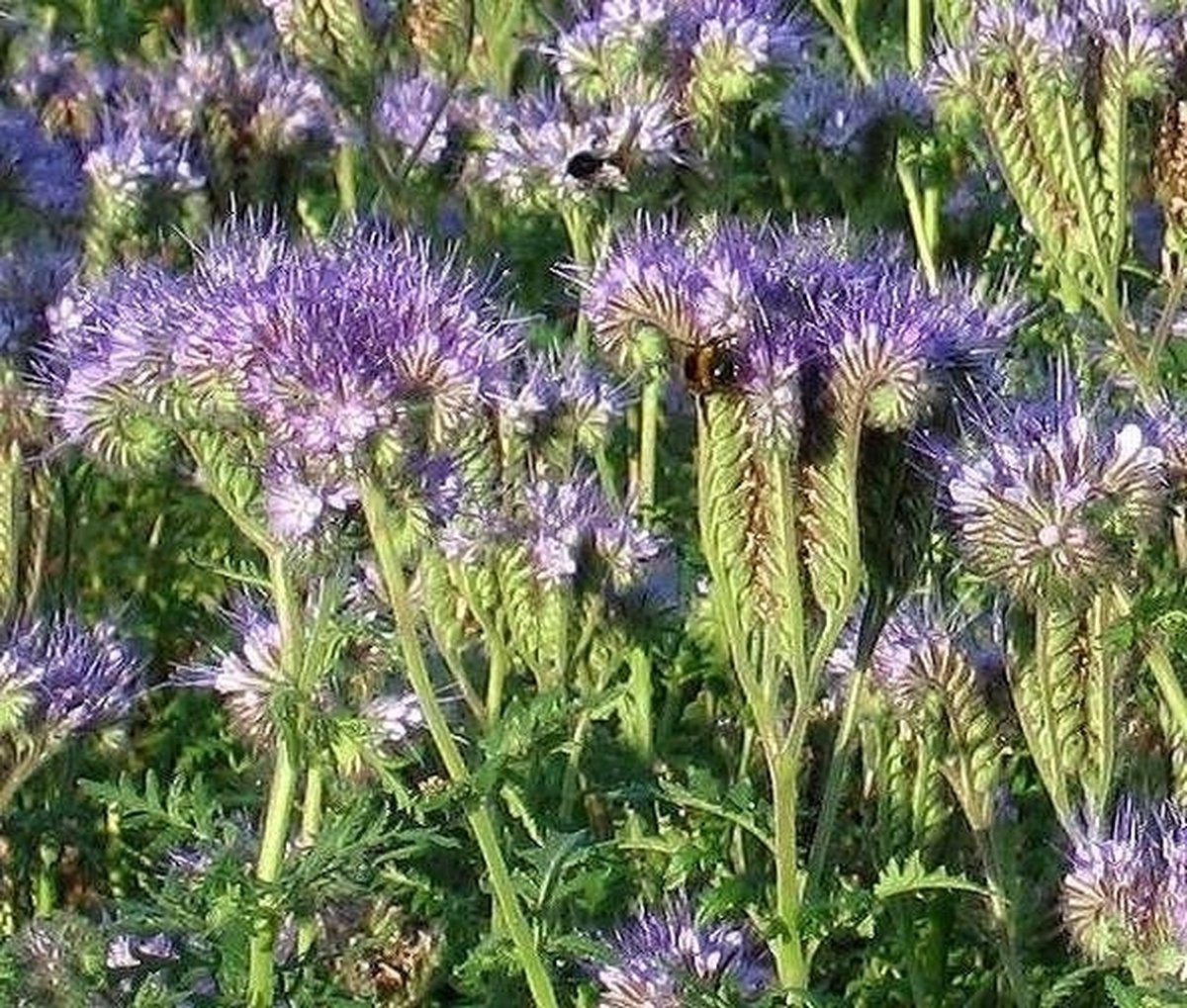 Phacelia (Phacelia tanacetifolia) - Groenbemester 1KG - Biologische-Ecologische zaden - Bijen-Vlinders