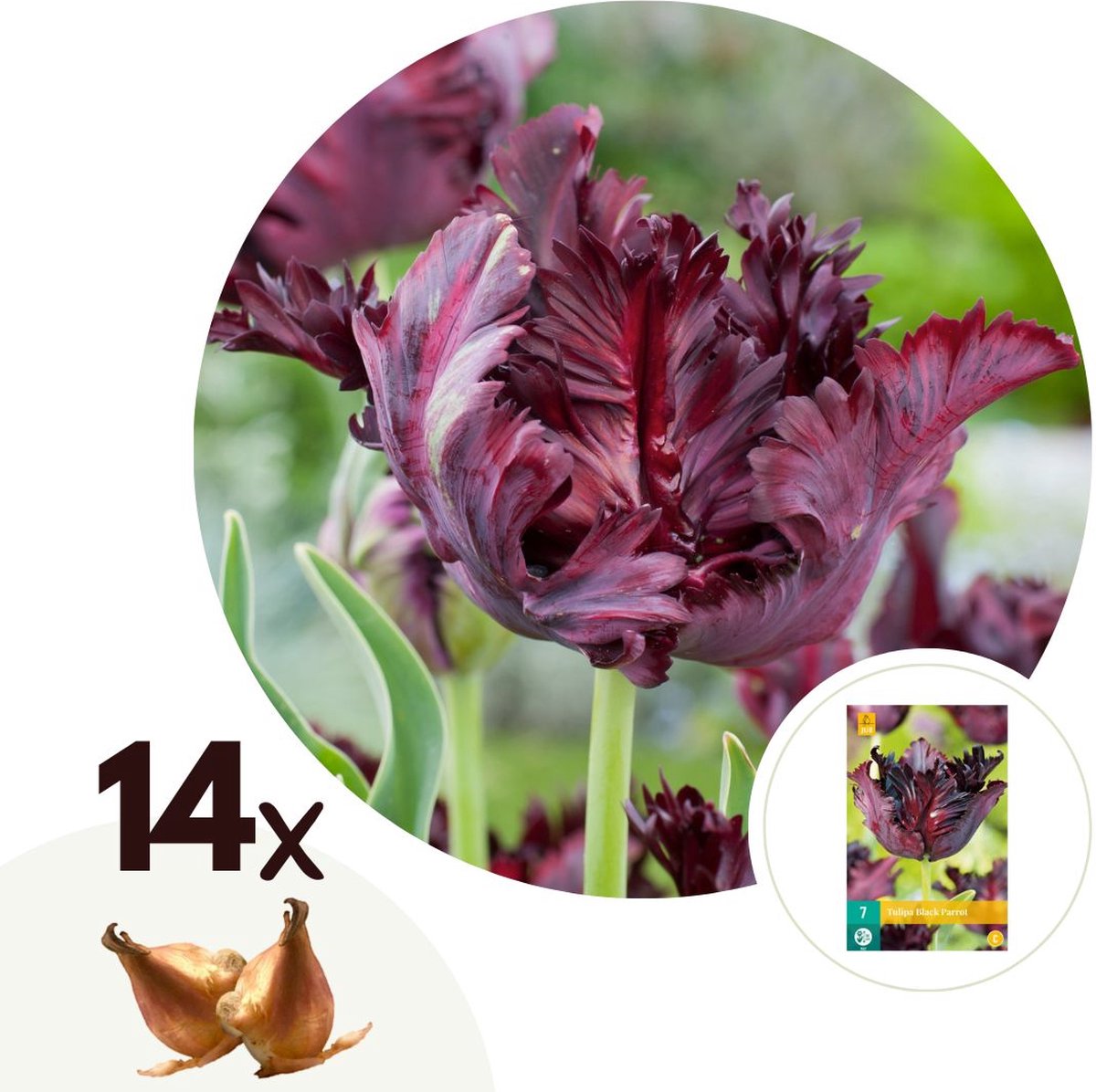 Plant in a Box - Tulipa Black Parrot - Bloembollen x14 - parkiettulp - Donker paars