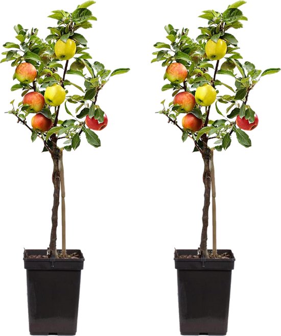 Plant in a Box – TRIO Appelboom