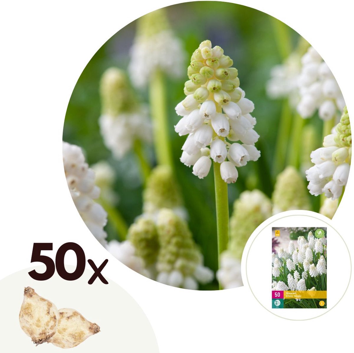 Plant in a Box - Muscari White Magic - Bloembollen x50 - Witte Druifhyacint - Bloembollen voor Tuin, Terras of Balkon
