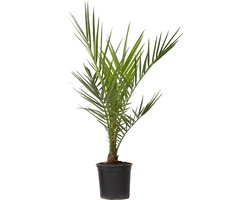 Plant in a Box - Phoenix Canariensis - Pot 15cm - Hoogte 50-60cm - Winterhard - Dadelpalm