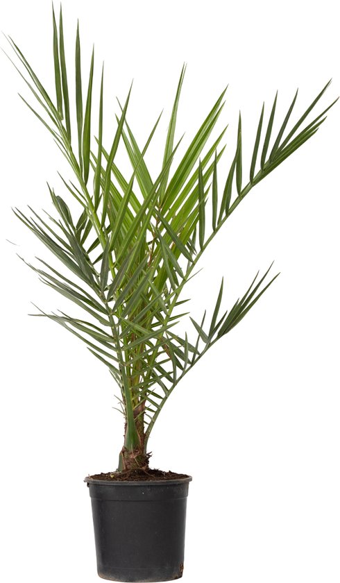 Phoenix Canariensis, een kleine dadelpalm in een zwarte kwekerspot.