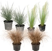 Plant in a Box - Paquet de graminées ornementales - lot de 6 - graminées Stipa, Festuca et Carex - Pot 10,5 cm - Hauteur 15-25 cm