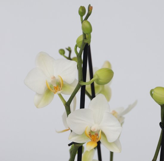 Orchidée Phalaenopsis Multiflora Pourpre - Pot 12cm - Hauteur 35-45cm - Plante D'Intérieur Fleurie - Safe Pour Chats